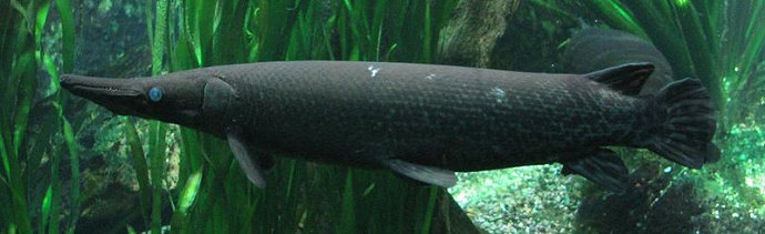 Ikan alligator gar