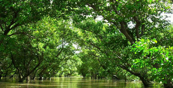 Bagaimana pohon bakau beradaptasi terhadap lingkungannya