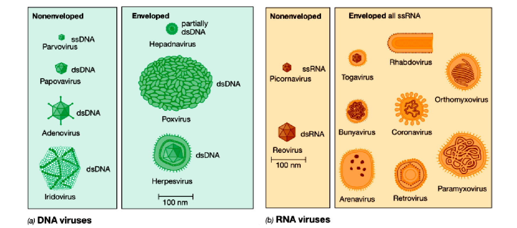 Hidup baru bagian pada yang berperan pembentukan virus daur virus adalah sangat dalam BIOPSIKOLOGI