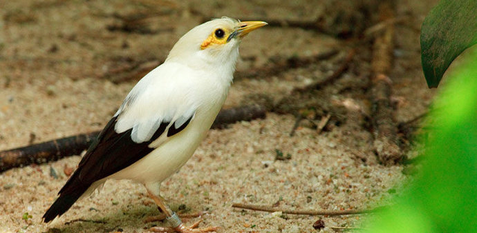 Burung jalak putih