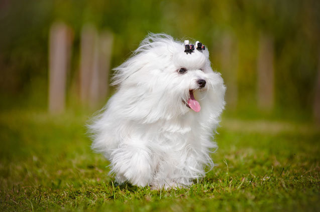 maltese-dog-breed-facts