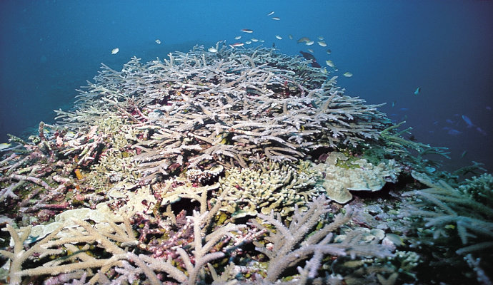 terumbu karang jenis Acropora Grandis