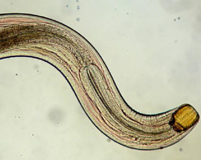 Cacing Lytocestus sp