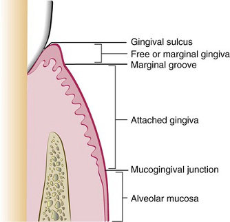 Anatomi Gingiva