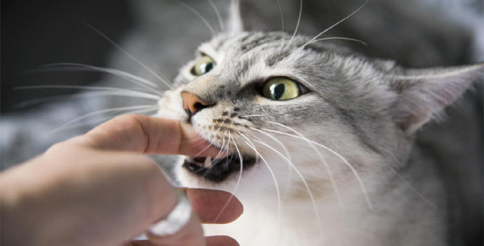 Bagaimana karakteristik karang gigi pada kucing ?
