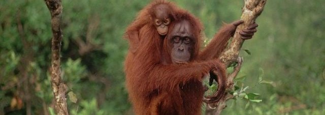 Orangutan-Kalimantan-640x384
