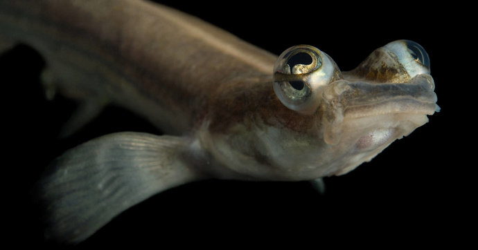 Ikan empat mata** atau **_Four Eyed Fish