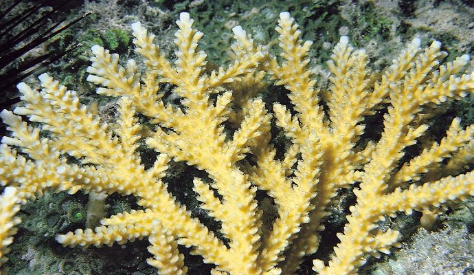 Terumbu karang Acropora prolifera
