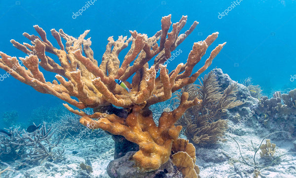 terumbu karang Elkhorn Coral