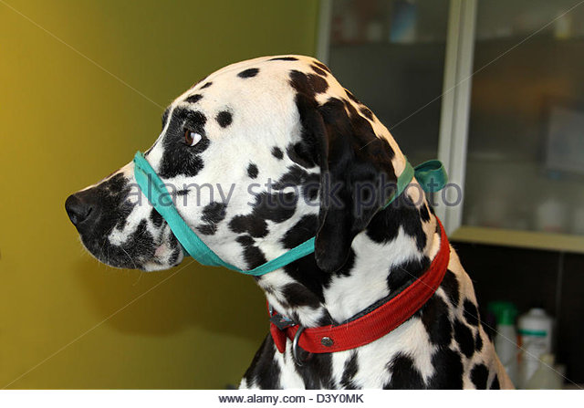 dalmatian-dog-with-a-muzzle-to-the-veterinarian-d3y0mk