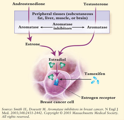 aromatase inhibitor