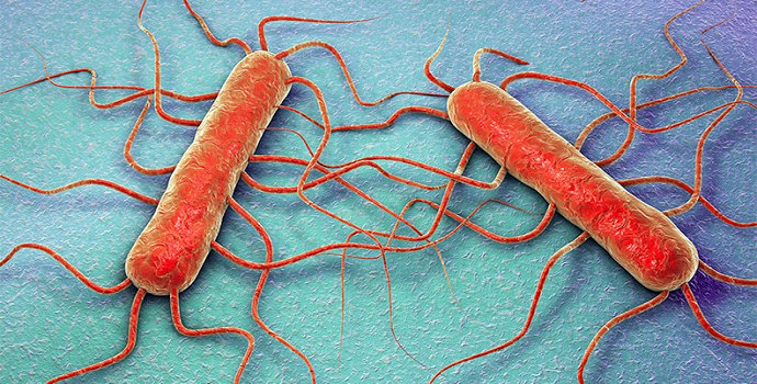 Bakteri Listeria