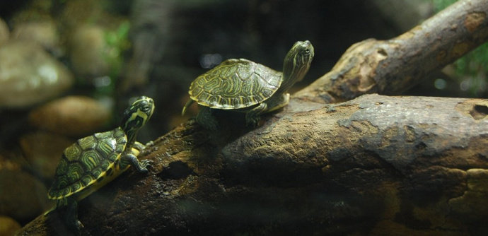 Kura-kura kecil