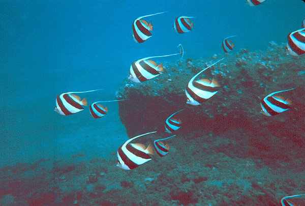 Pennant coralfish (Heniochus acuminatus)
