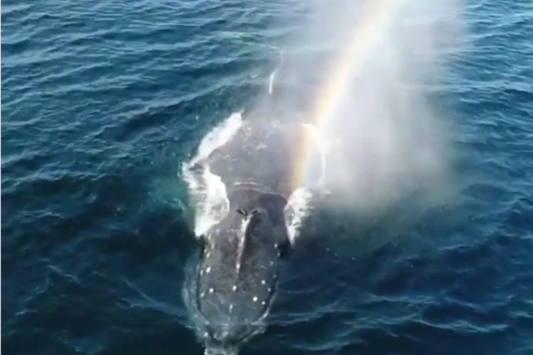 Mengapa ikan paus mengeluarkan kepalanya ke permukaan air