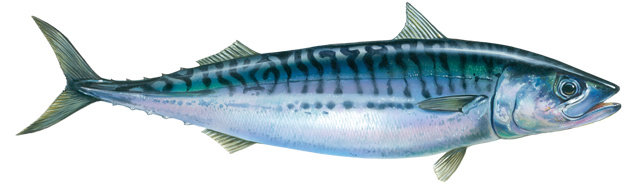 Ikan Makerel