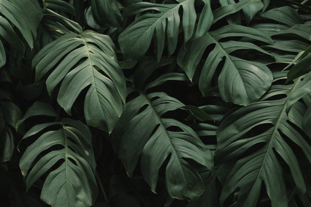 tropical-green-leaves-background_53876-88891