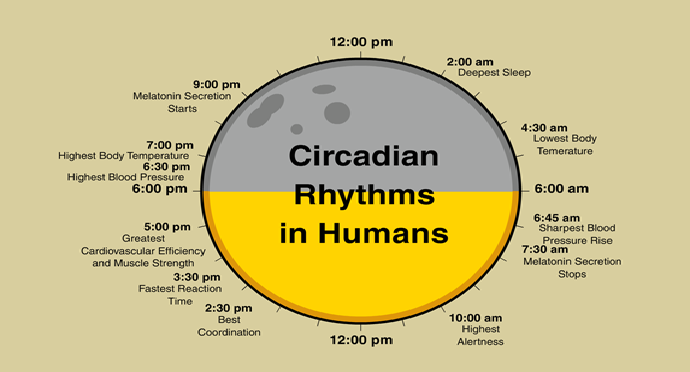 Circadian rhythms