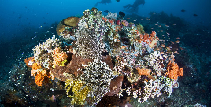 terumbu karang terindah di Indonesia