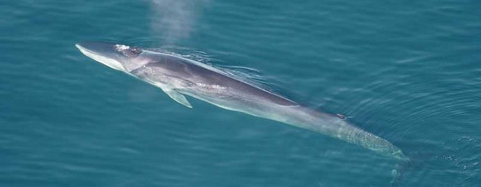 Ikan Paus Fin Whale