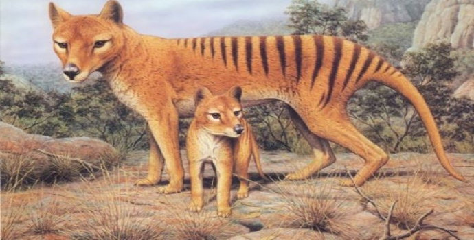 harimau tasmania