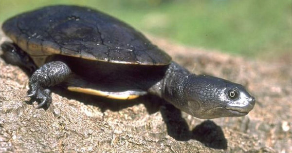 Reimann’s snake-necked turtle