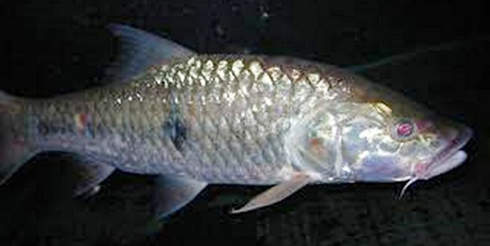 Ikan cerutu sirip putih