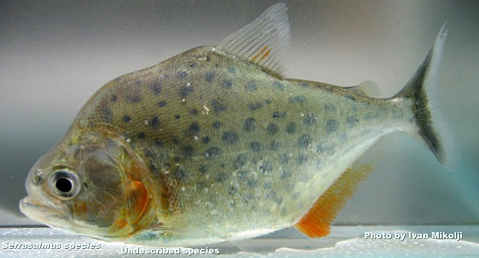ikan piranha Serrasalmus Serrulatus