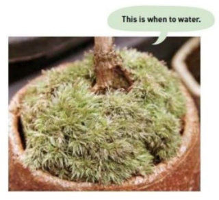 When moss need a water.PNG