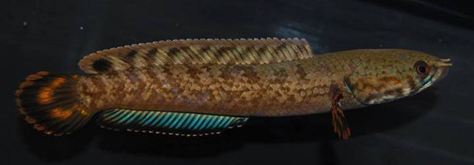 Ikan Bleheri