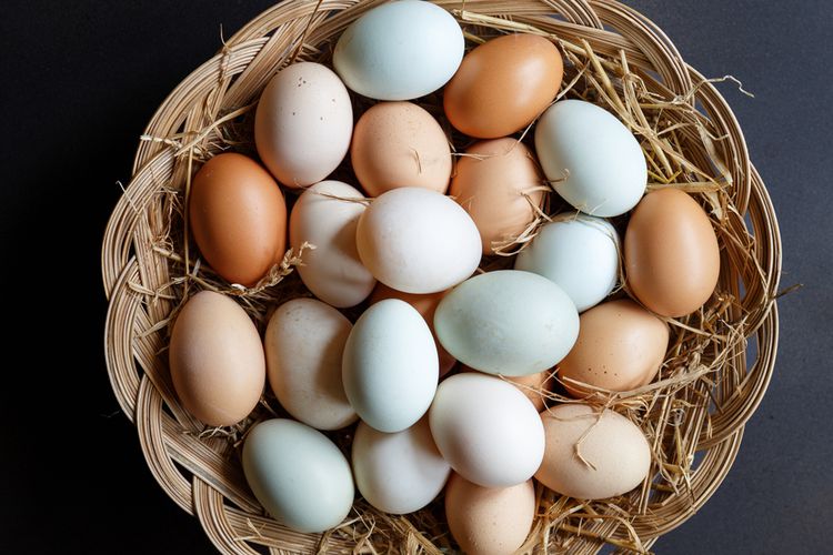 Яйцо доминанты купить. Чешский Доминант яйца. Яйца птиц. Инкубационное яйцо. Яйцо растение.