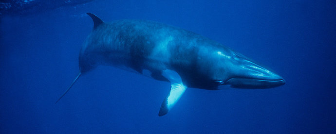 Ikan Paus paruh raksasa atau Giant beaked whales