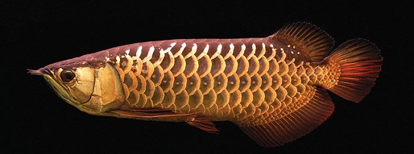 ikan arwana red tail golden