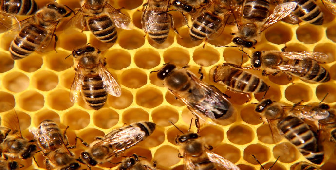 Bagaimana Cara Lebah Membuat Madu? - Diskusi Sains - Dictio Community