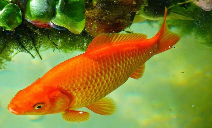 Apa yang anda ketahui tentang Ikan Mas Merah 