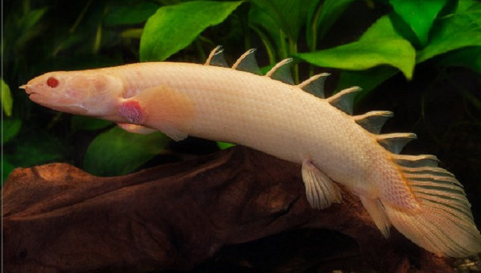 Ikan Naga Senegal Albino