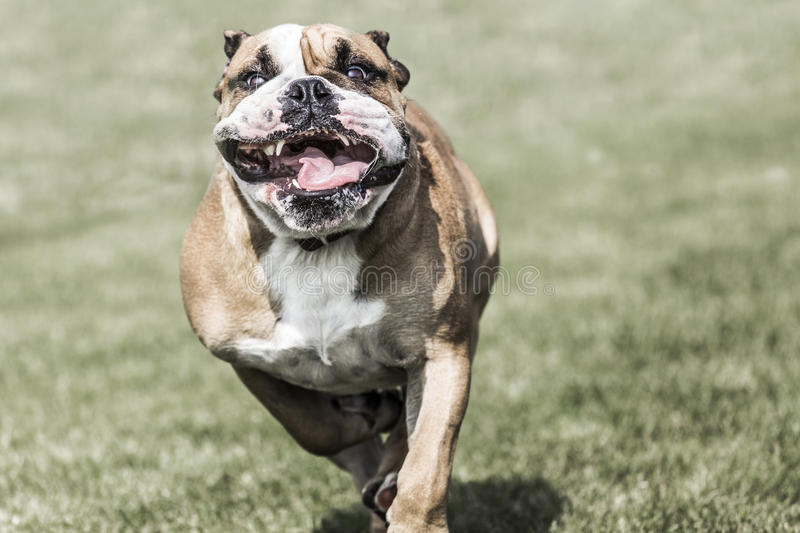 running-bulldog-widely-open-mouth-44589629