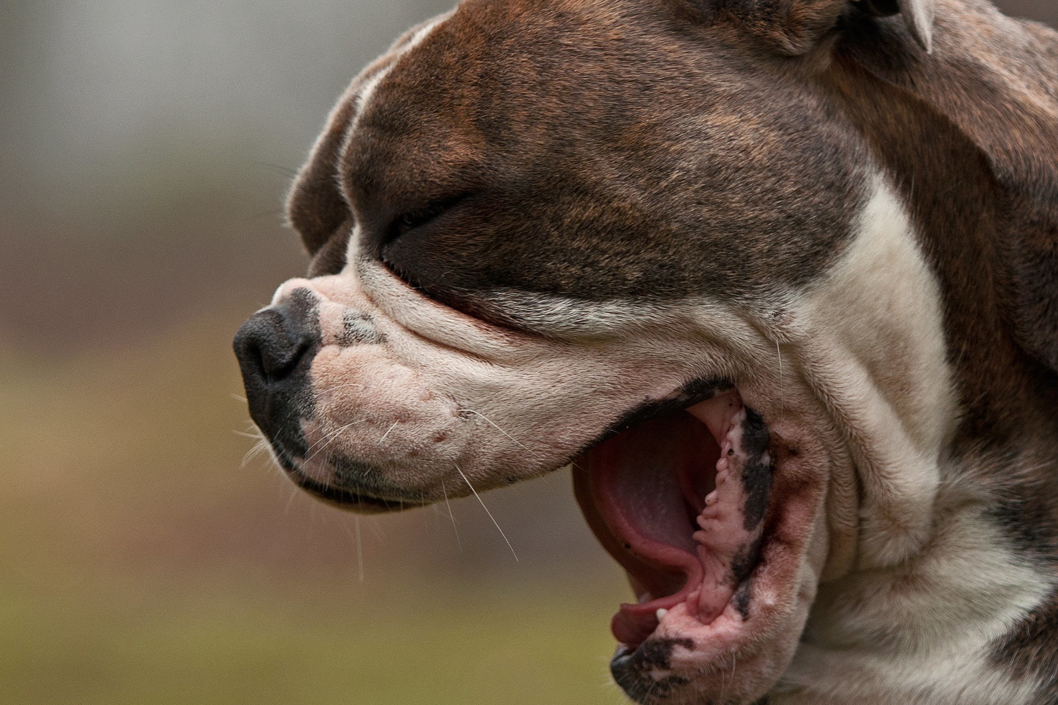 Почему собака часто дышит с открытым ртом. Собака зевает. Щенок зевает. Боксер зевает. Дог зевает.