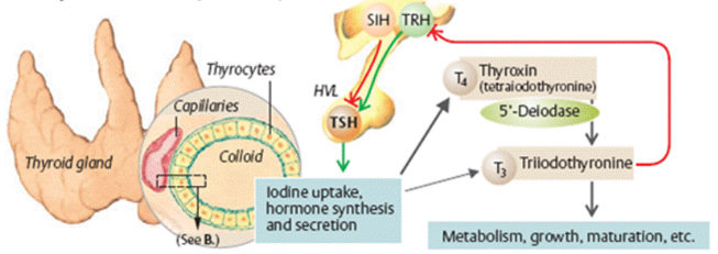 Kelenjar Tiroid dan hormon yang dihasilkan