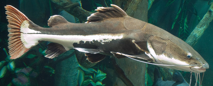 Ikan Red-Tailed Catfish