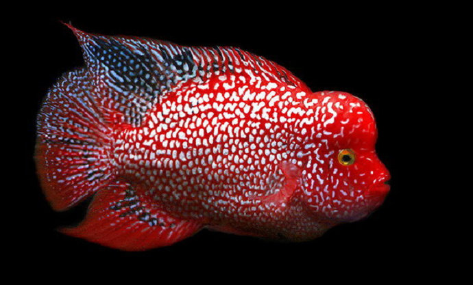Ikan Red Texas cichlid