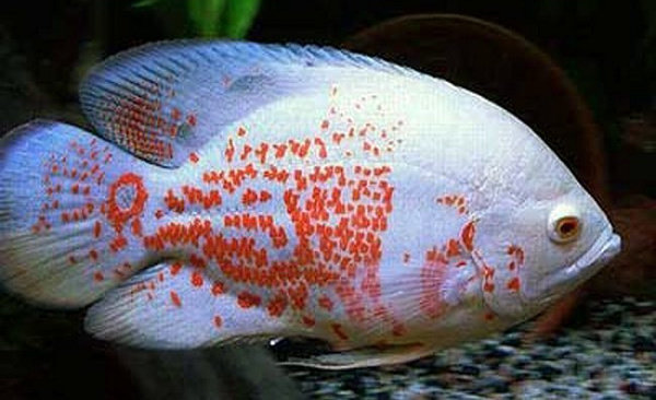 Ikan Oscar Albino
