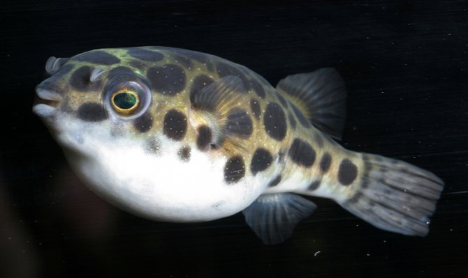 ikan Takifugu