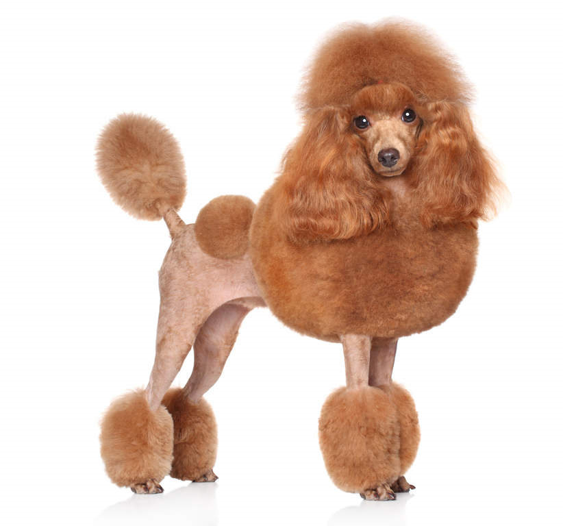 anjing red poodle