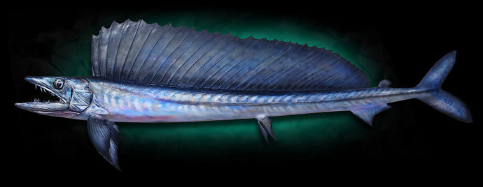 Lancetfish atau Ikan pisau