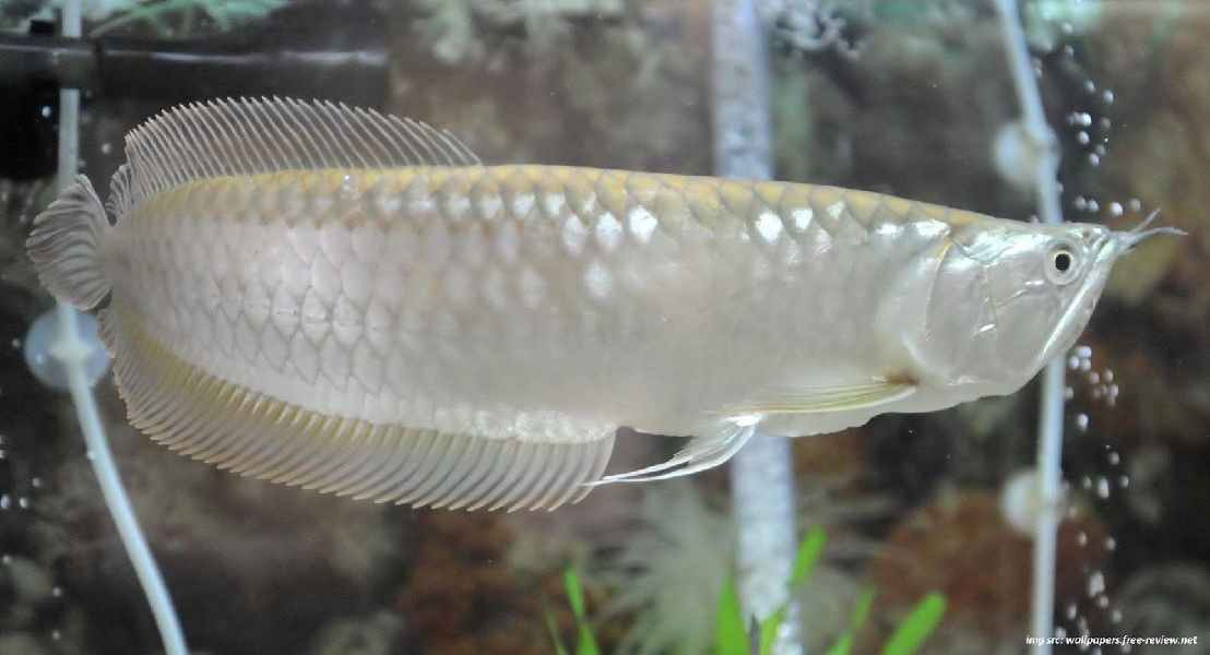 Ikan arwana silver