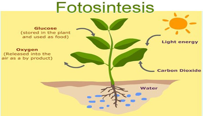Pada proses fotosintesis tumbuhan memerlukan energi yang berasal dari cahaya matahari untuk selanjutnya diubah menjadi energi kimia dalam bentuk senyawa organik peristiwa tersebut termasuk