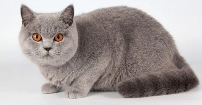 Apa yang anda ketahui tentang kucing British shorthair? - Biologi 