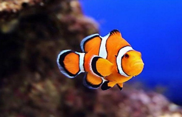 Apa yang anda ketahui tentang ikan Nemo  atau Ikan  Badut 