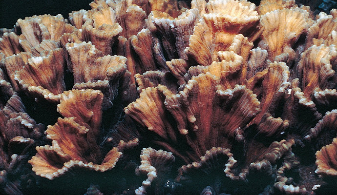 Terumbu karang Pectinia Paeonia